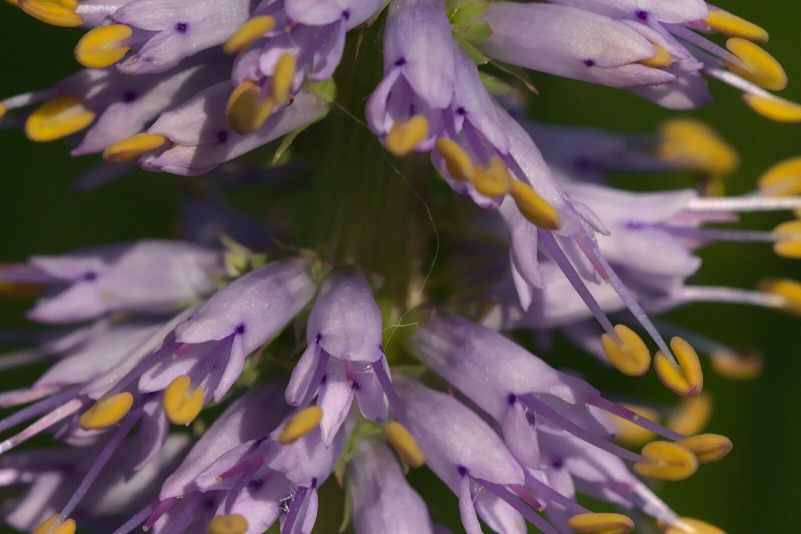 Canon EOS 700D (EOS Rebel T5i / EOS Kiss X7i) sample photo. Purple, violet, blossom photography