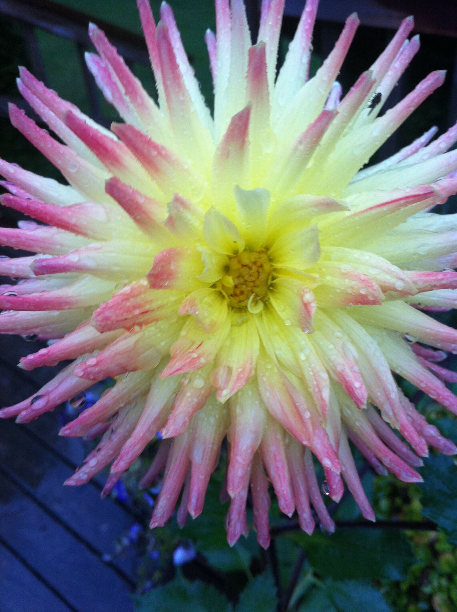 Apple iPhone 4 sample photo. Flower, dahlia, bloom photography