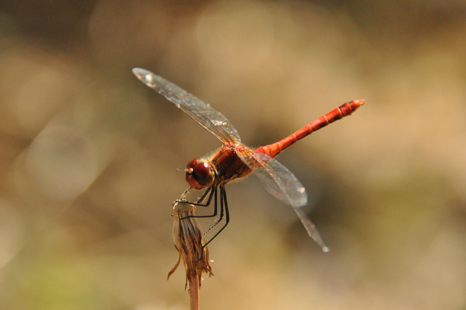 Nikon D90 sample photo. Dragonfly, nature, summer photography
