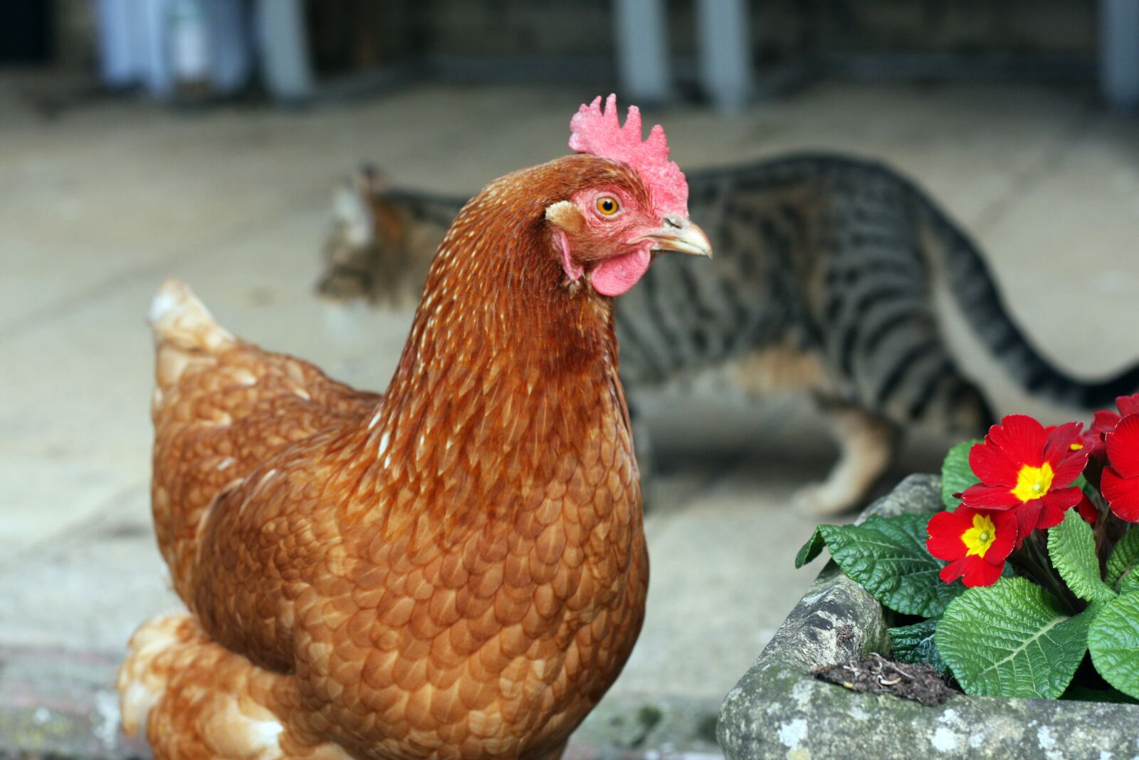 Canon EOS 40D sample photo. Cat, kitten, pet photography