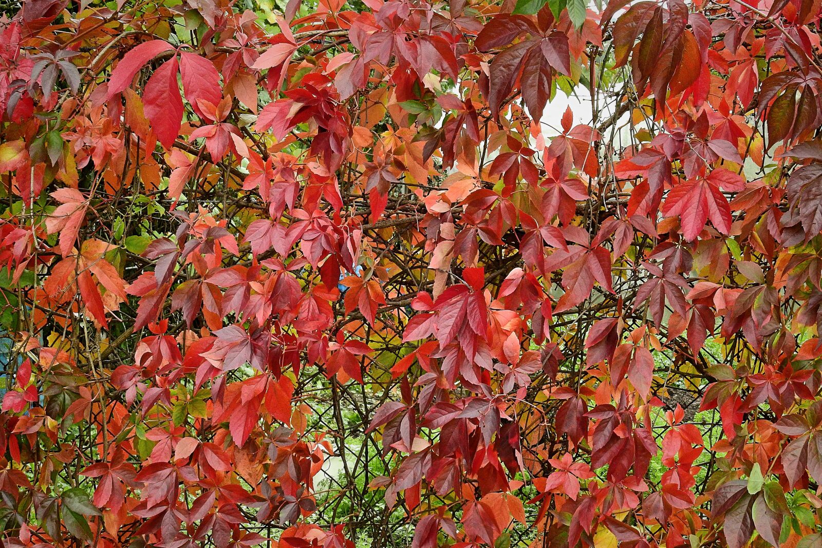 Nikon Coolpix P900 sample photo. Autumn, foliage, colorful photography