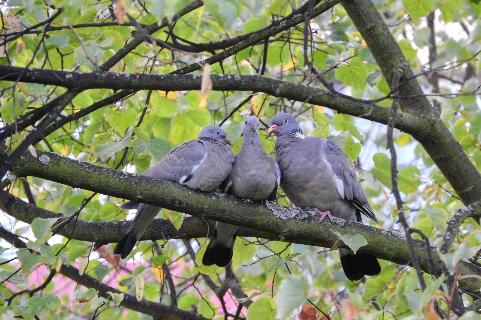 Nikon Coolpix P610 sample photo. Common wood pigeon, pigeons photography