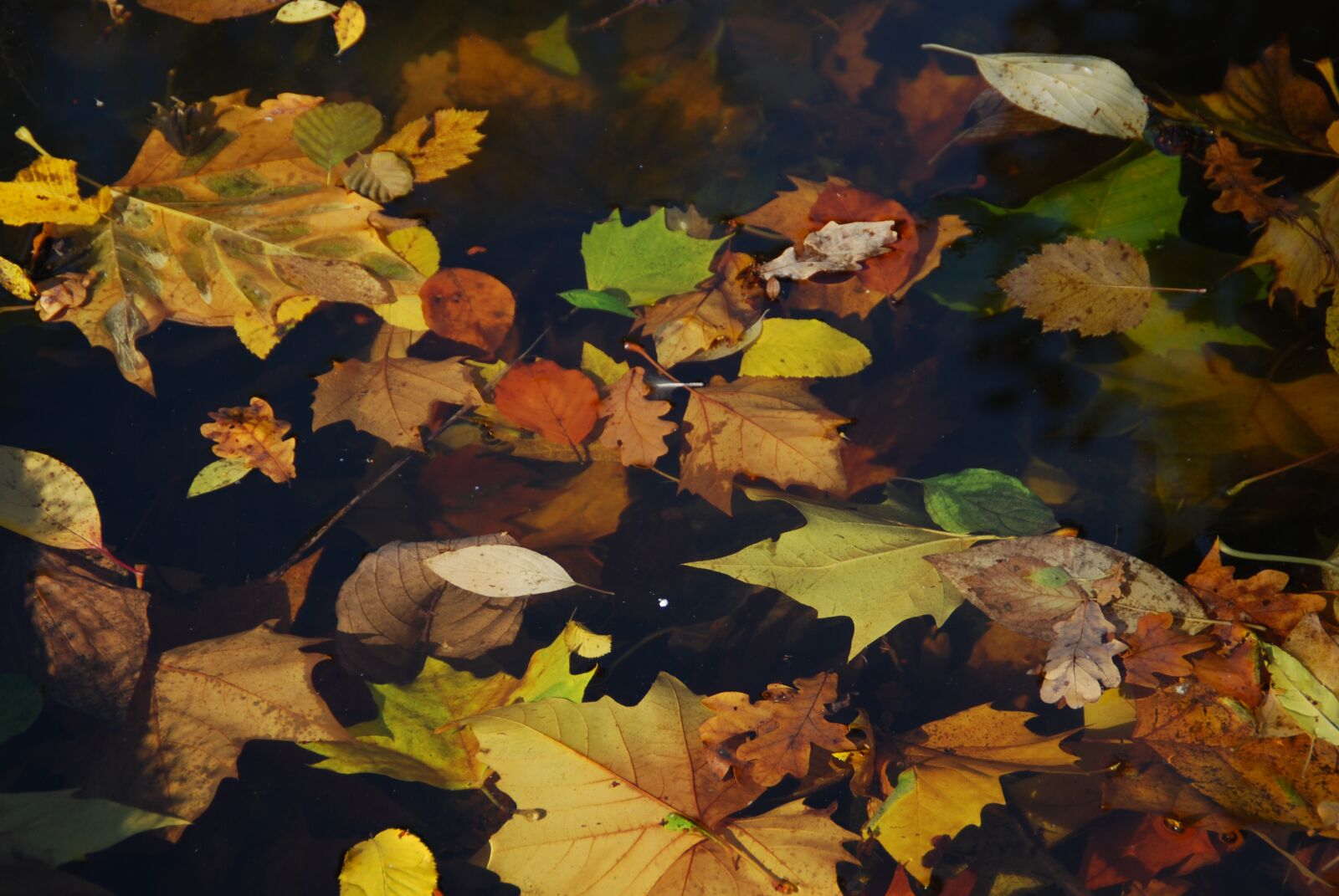 Nikon D60 sample photo. Autumn, leaves, colorful photography