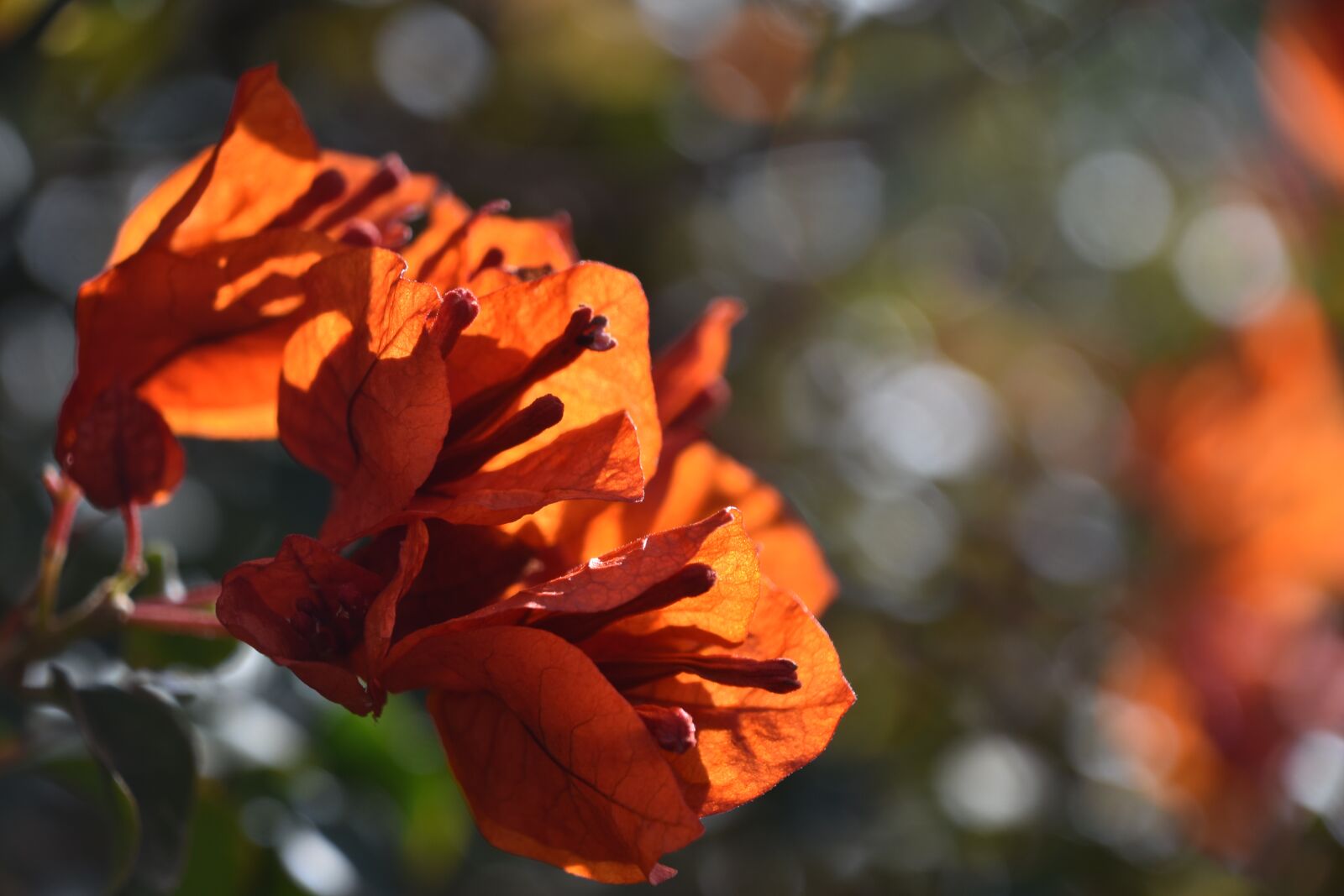 Nikon D7200 sample photo. Leaf, flower, flora photography