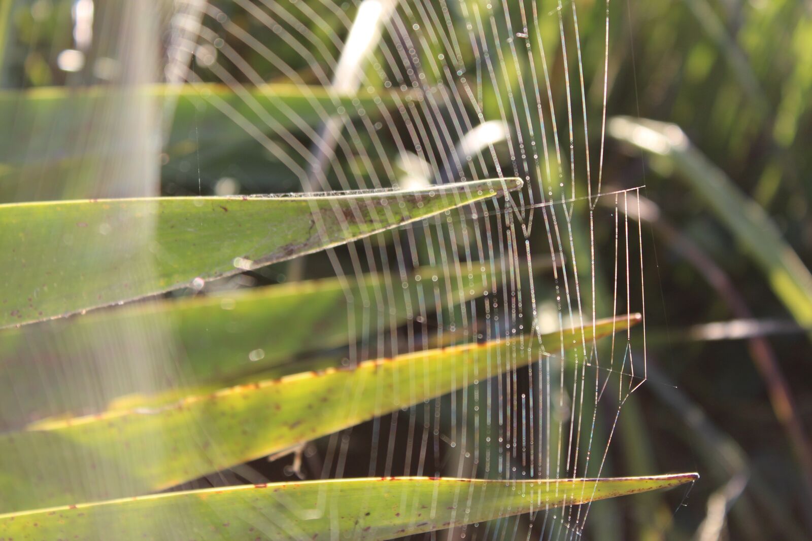 Canon EOS 650D (EOS Rebel T4i / EOS Kiss X6i) sample photo. Detail spider, web, plant photography