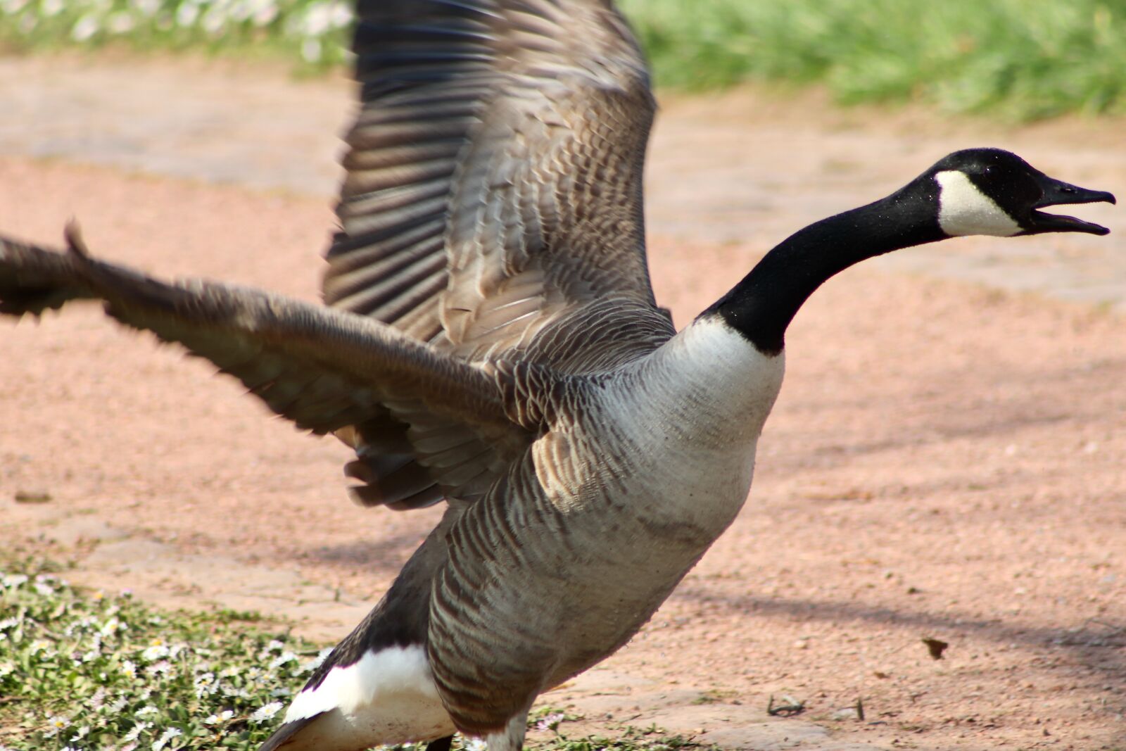 Canon EOS 77D (EOS 9000D / EOS 770D) sample photo. Canada goose, water bird photography