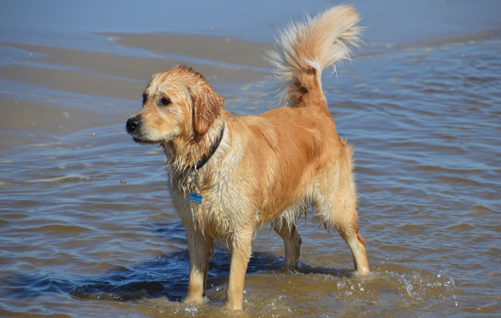Nikon D3200 sample photo. Golden retriever, beach, sea photography