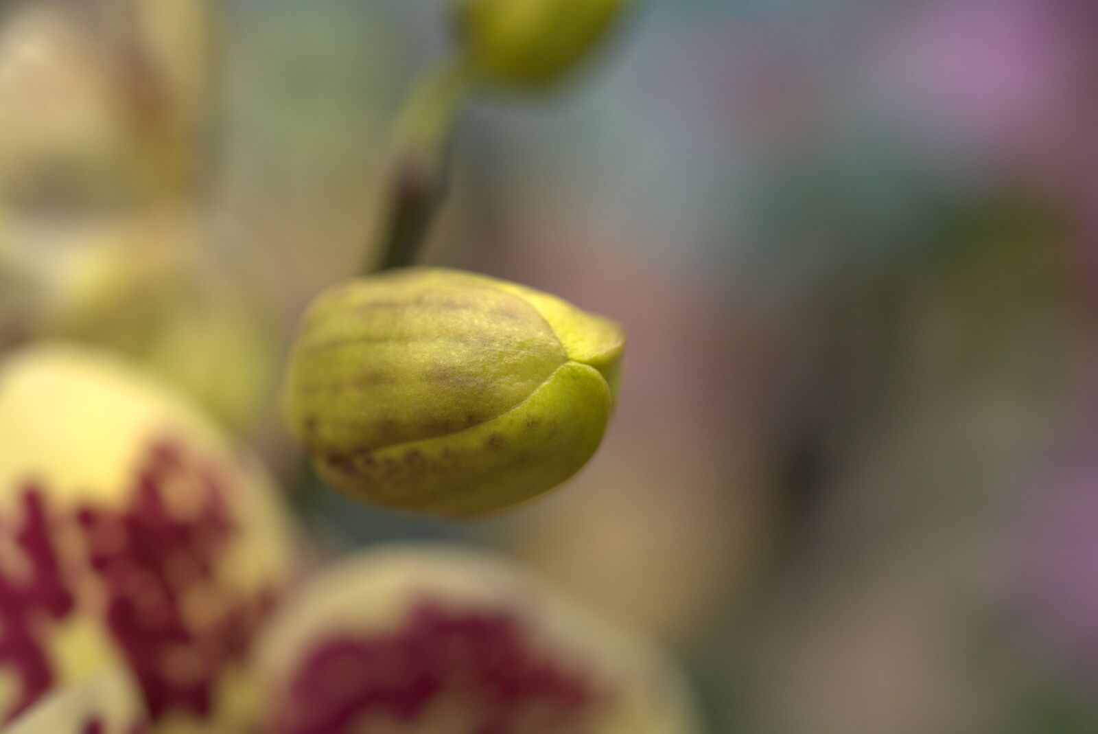 Sony a7 II sample photo. Orchid, bud, blossom photography