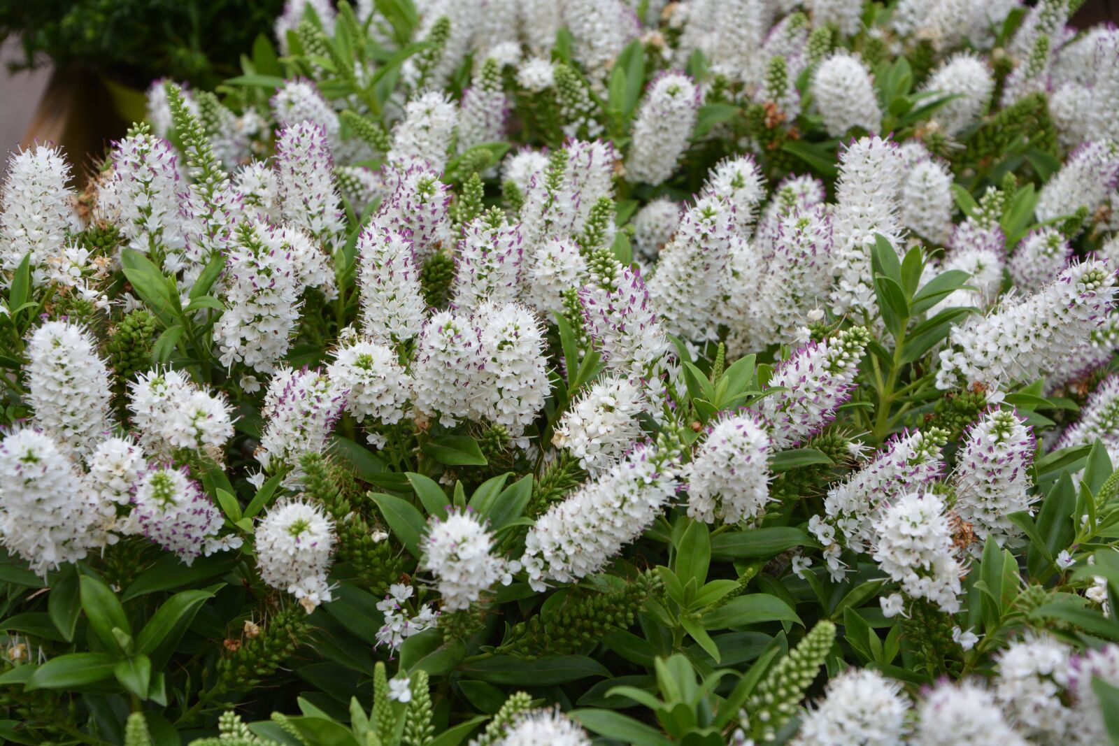 Nikon D5200 sample photo. Flowers, plants, veronique white photography