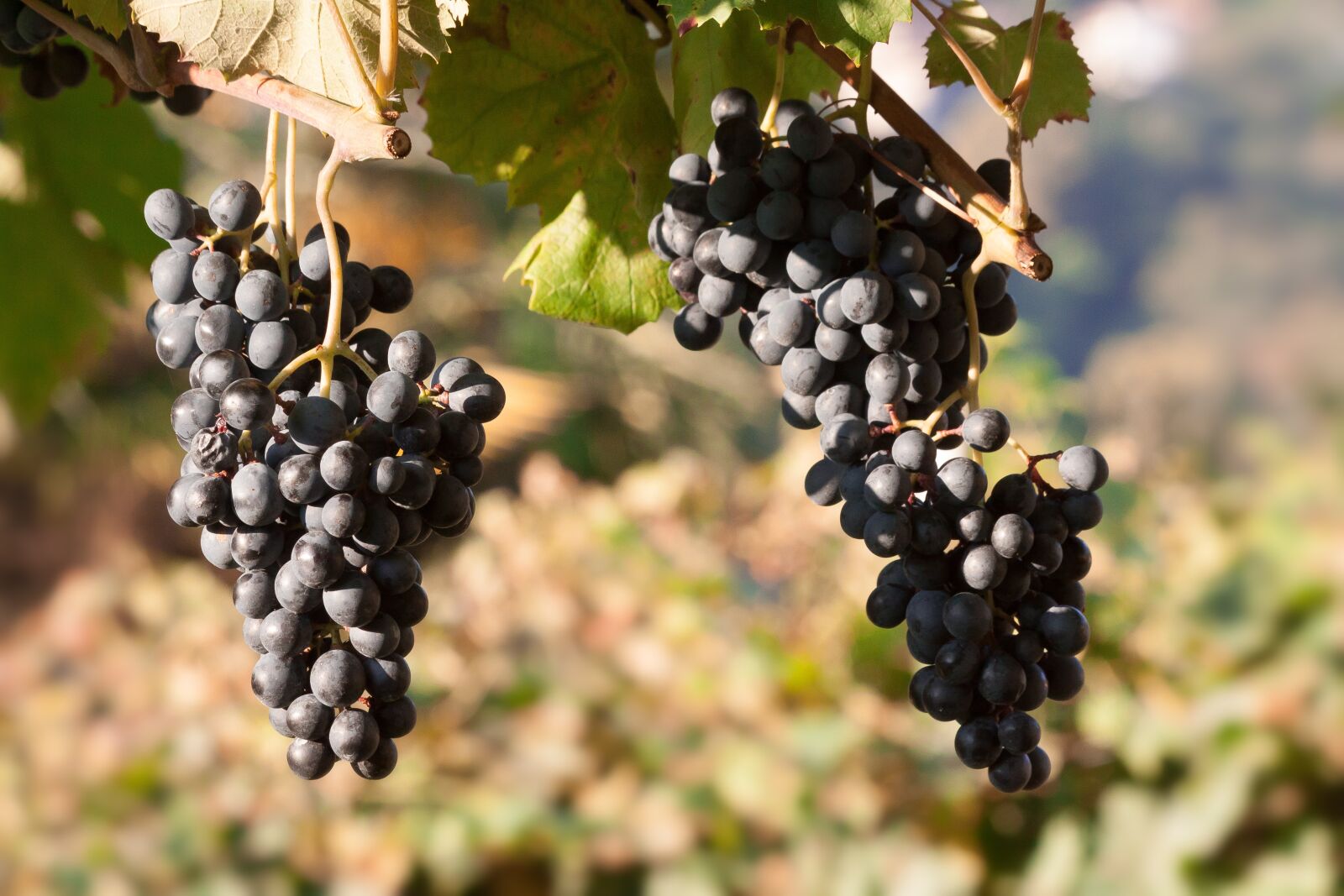 Canon EOS 50D sample photo. Grapes, wine, grape photography