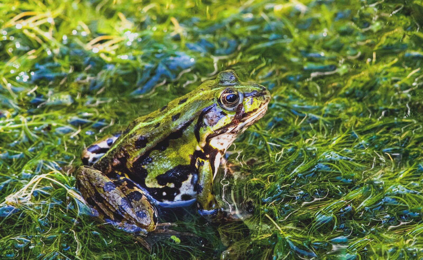 Sony ILCA-77M2 + Tamron SP AF 200-500mm F5-6.3 Di LD (IF) sample photo. Frog, amphibian, pond photography