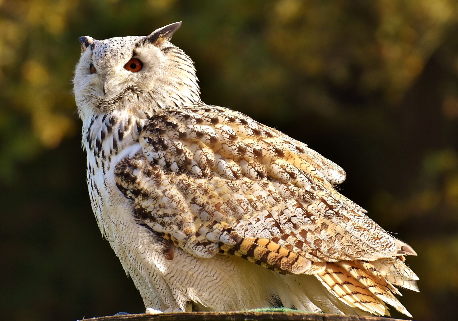 Nikon D7200 sample photo. Owl, bird, feather photography