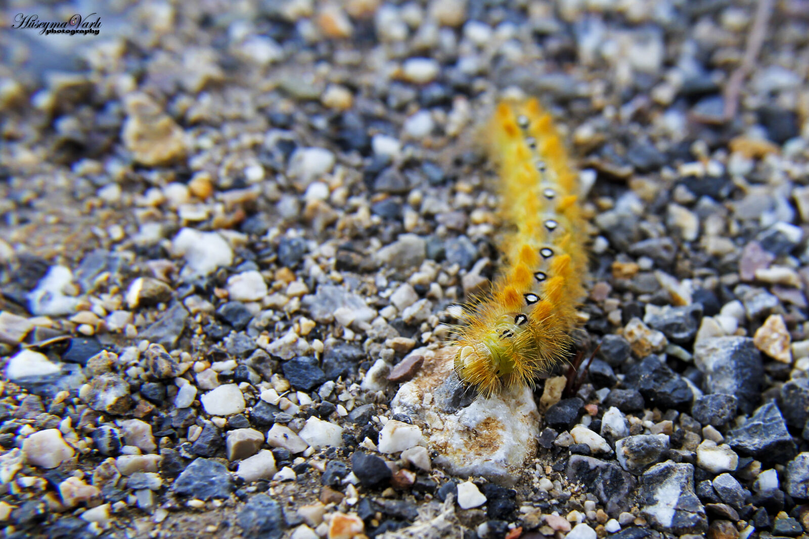 Canon EOS 60D sample photo. Caterpillar, color, environment, insect photography
