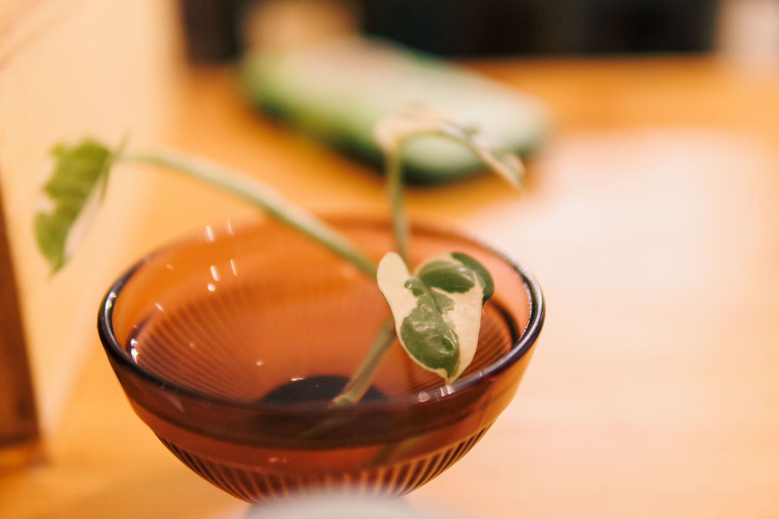 Sigma 30mm F1.4 DC DN | C sample photo. Evening plant photography
