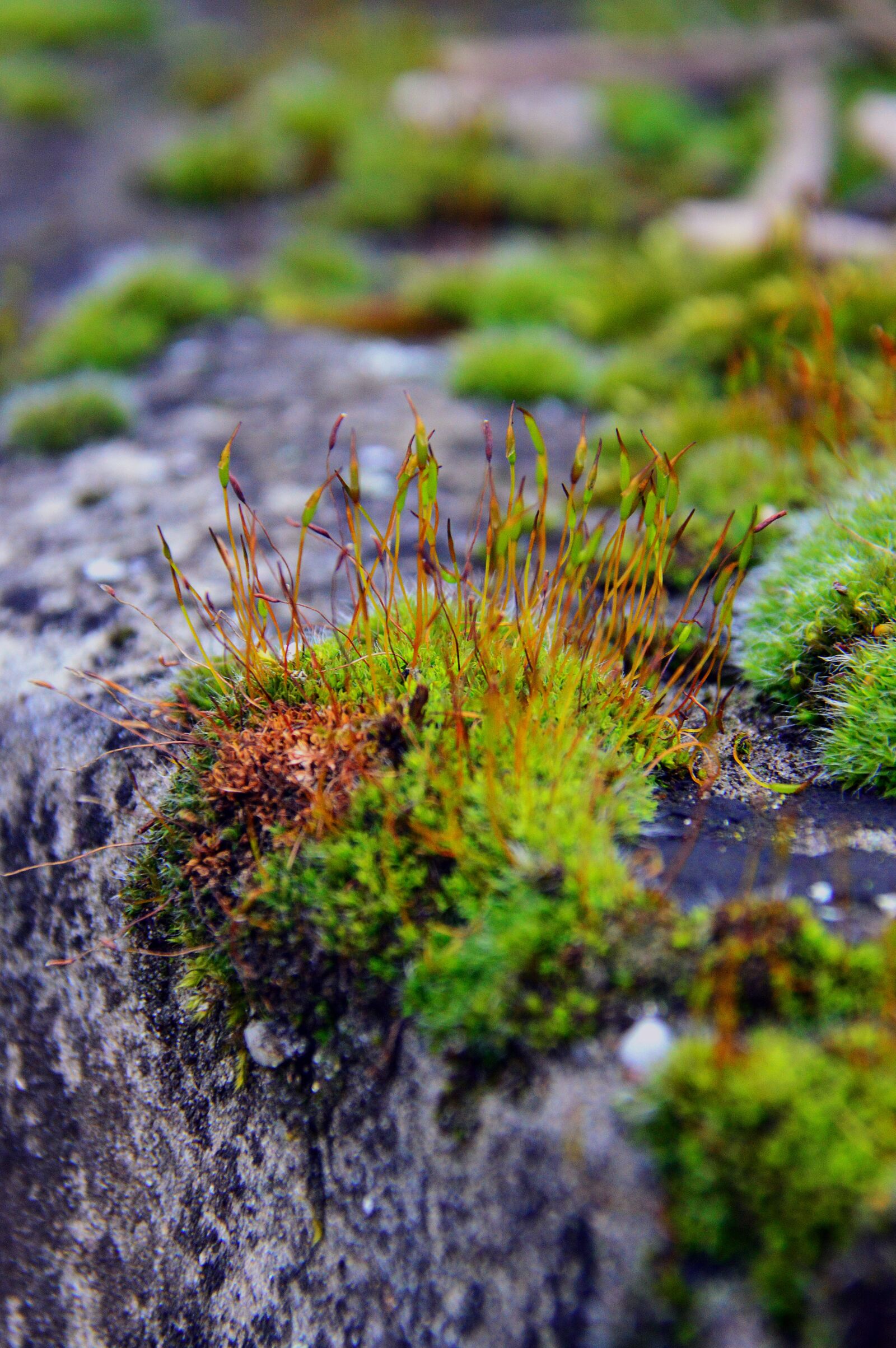 Nikon D3200 sample photo. Nature, outdoors, plant photography