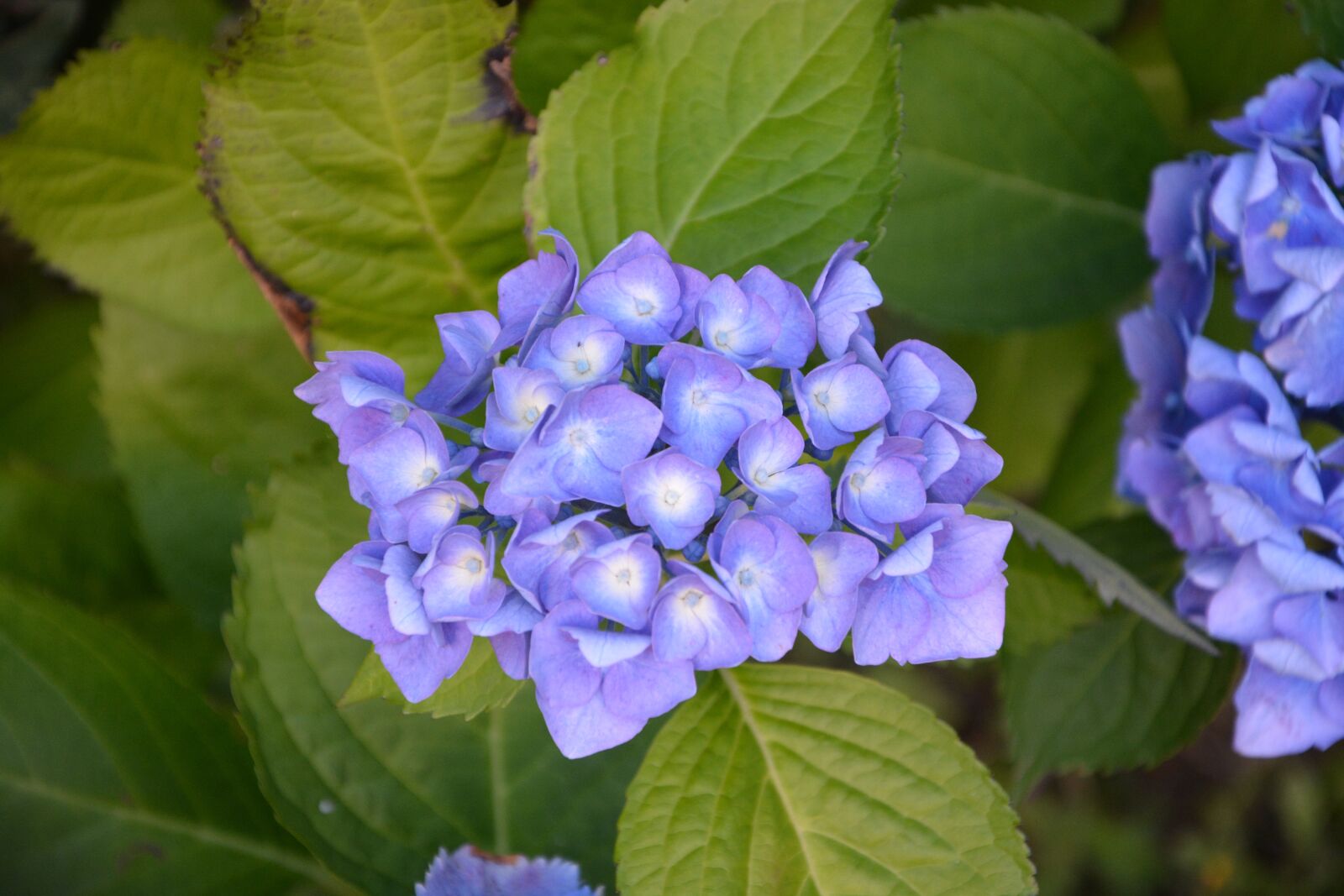 Nikon D5200 sample photo. Hydrangea, flowers, petals photography