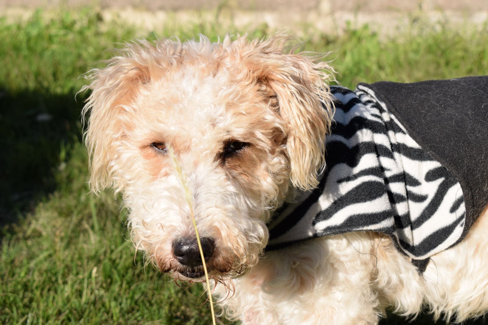 Nikon D5300 sample photo. Foxterrier, dog, mammal photography