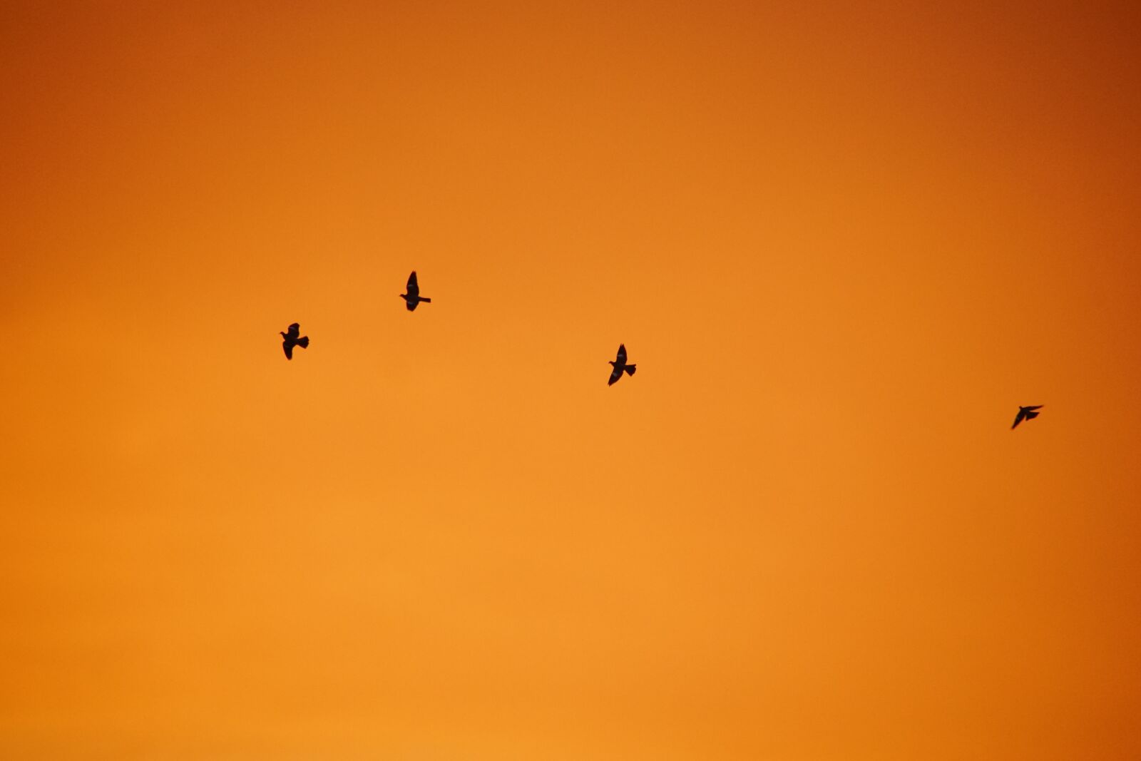 Sony DT 18-200mm F3.5-6.3 sample photo. West, birds, sky photography