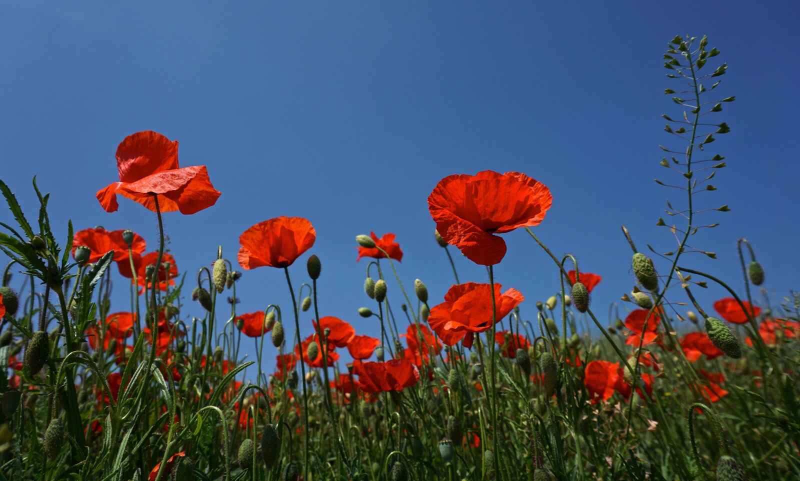 Sony a6000 sample photo. Poppy, summer, red photography