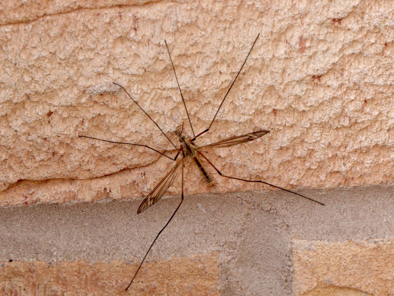 Canon EF-S 18-135mm F3.5-5.6 IS USM sample photo. Daddy long legs, insect photography