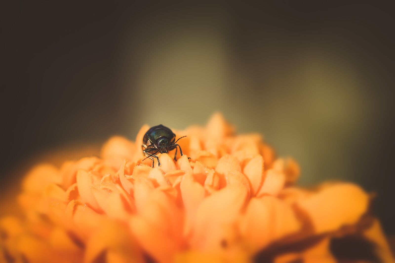 Nikon D750 sample photo. Beetle, small beetle, black photography