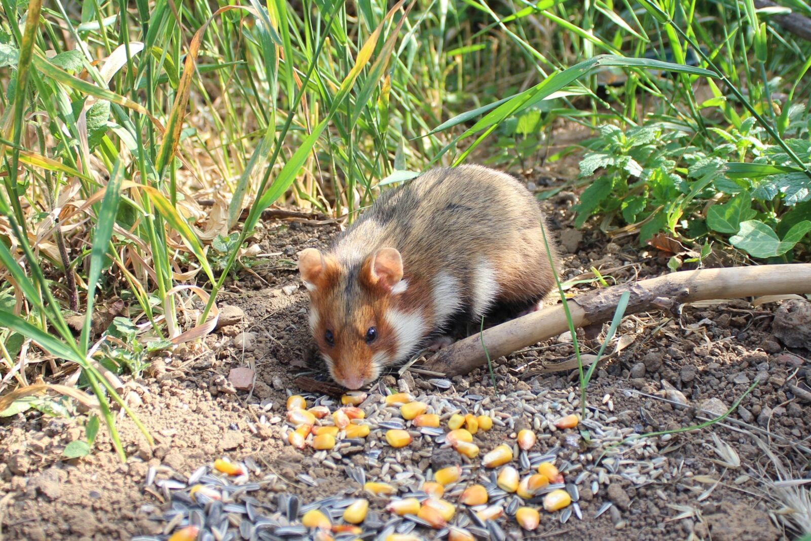 Canon EOS 600D (Rebel EOS T3i / EOS Kiss X5) sample photo. Hamster, nature, animal photography