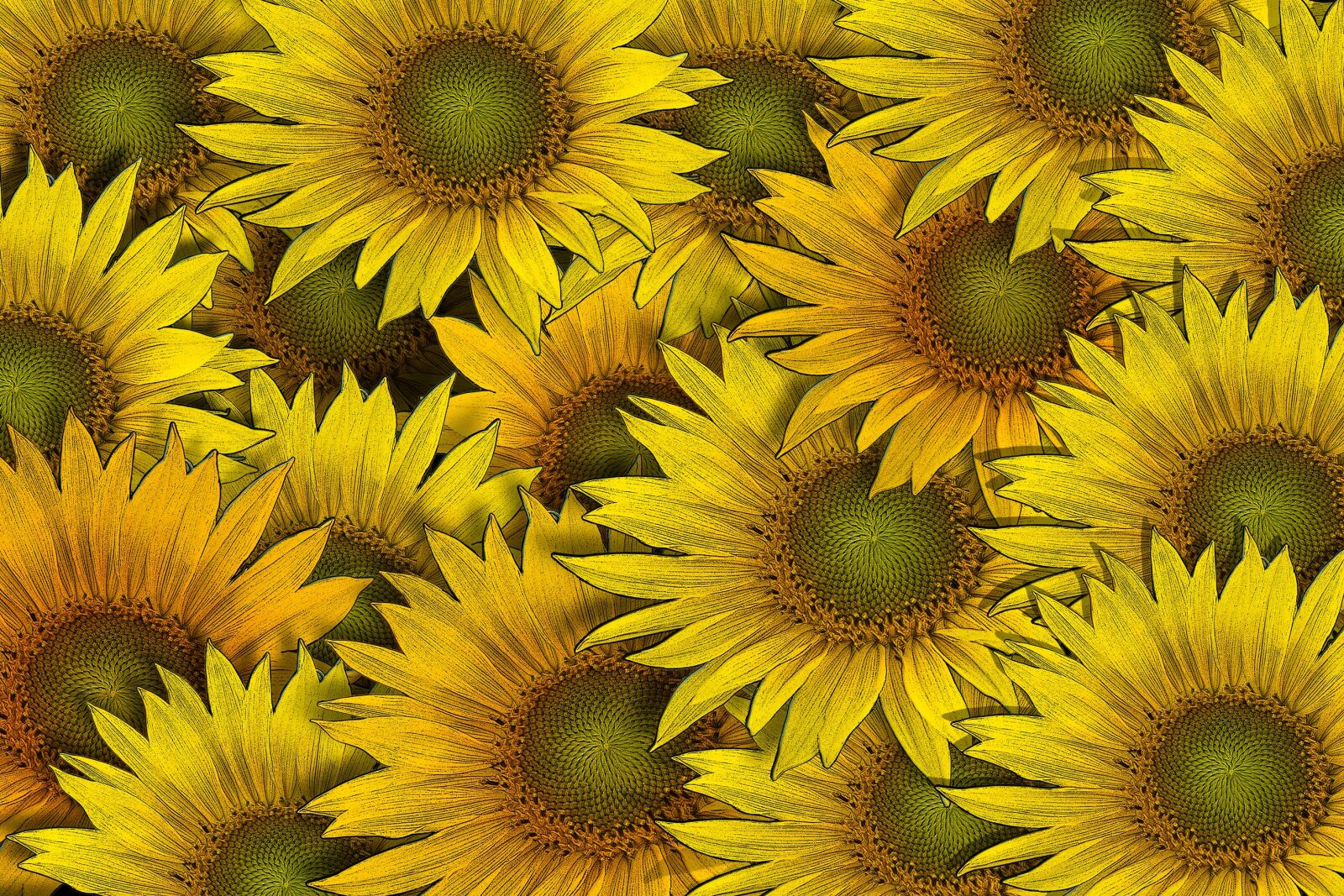 Nikon D3300 sample photo. Sunflower, flower, flowers photography