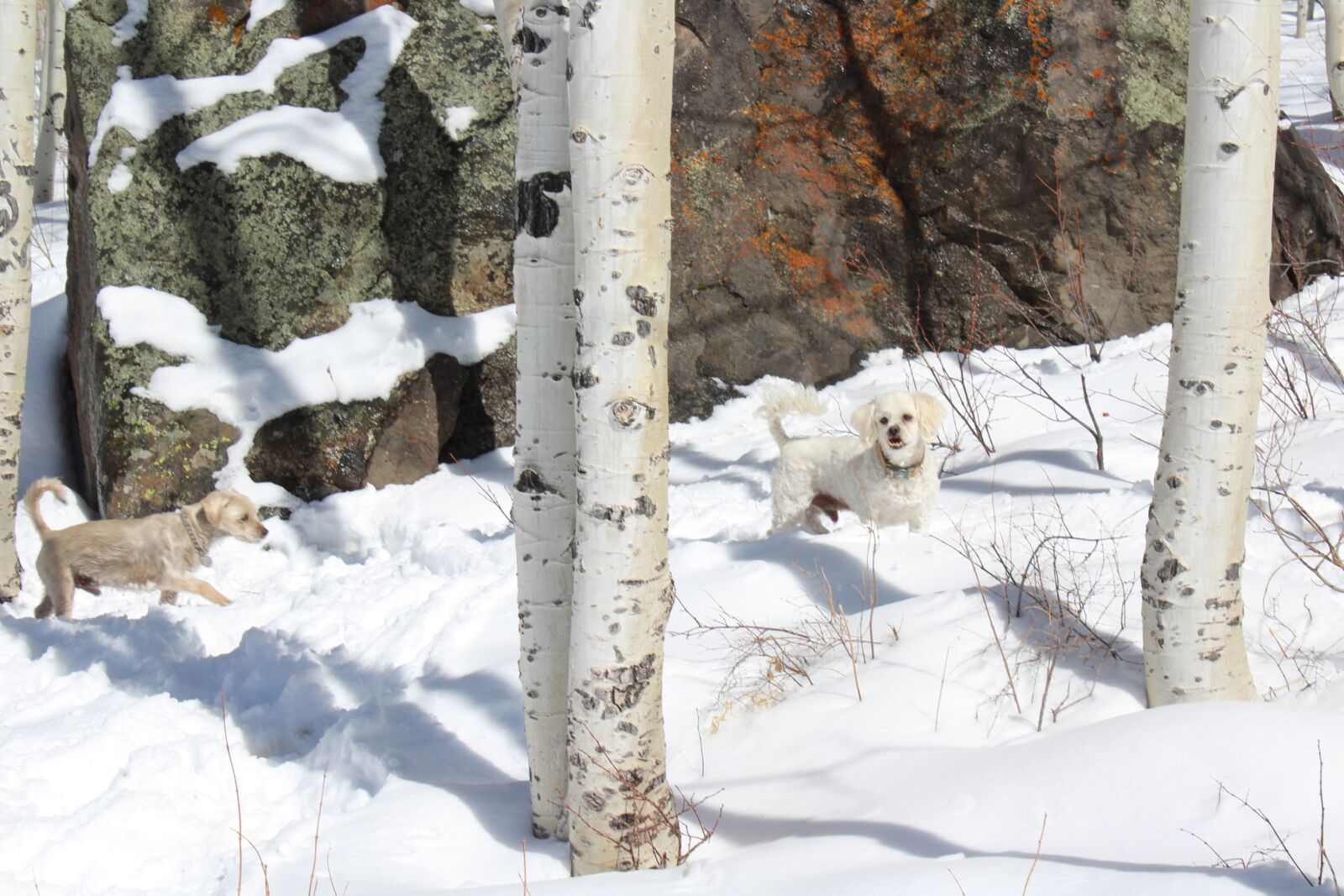 Canon EOS 1300D (EOS Rebel T6 / EOS Kiss X80) sample photo. Dog, poodle, snow photography