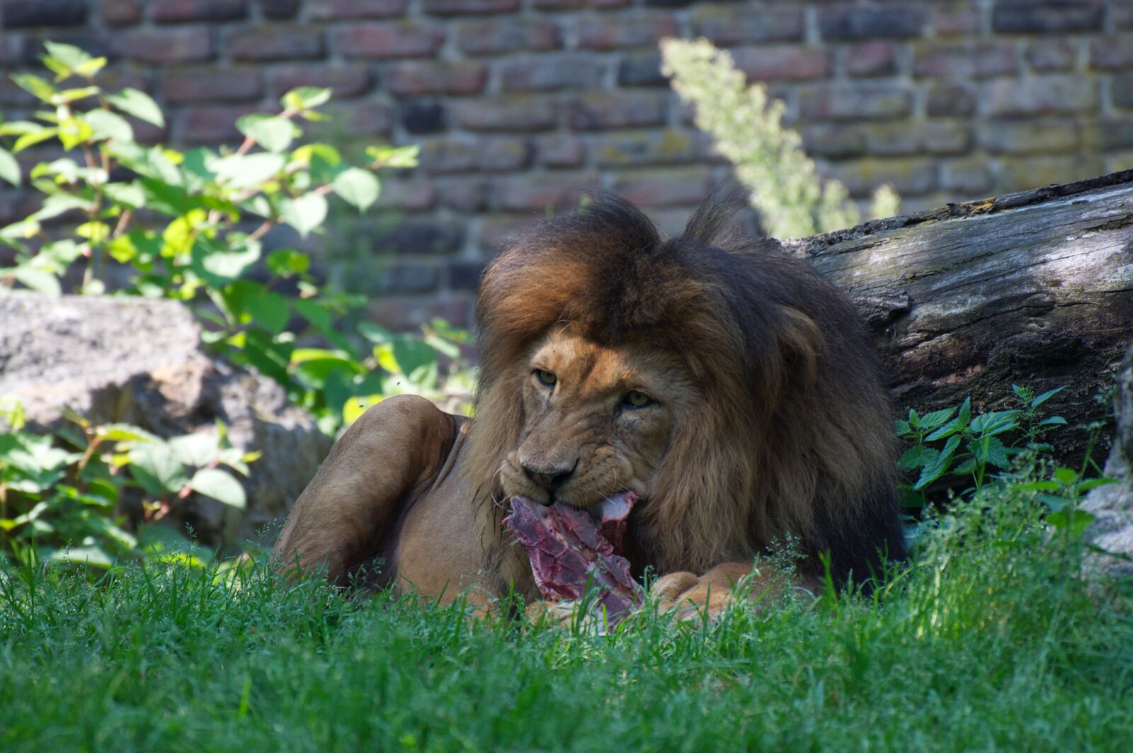 Nikon D90 sample photo. Lion, zoo, predator photography