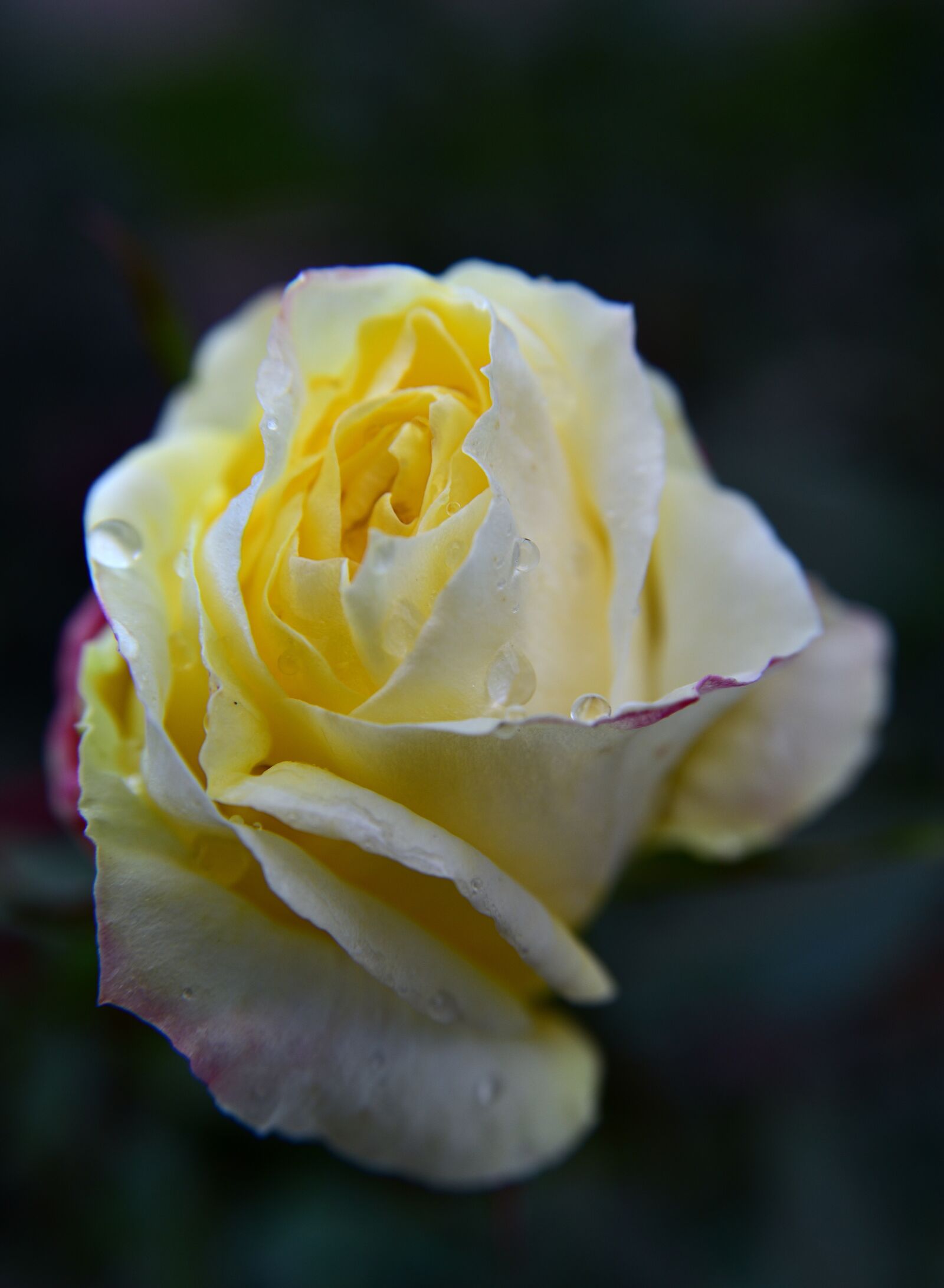 Nikon D750 sample photo. Rose, yellow, blossom photography