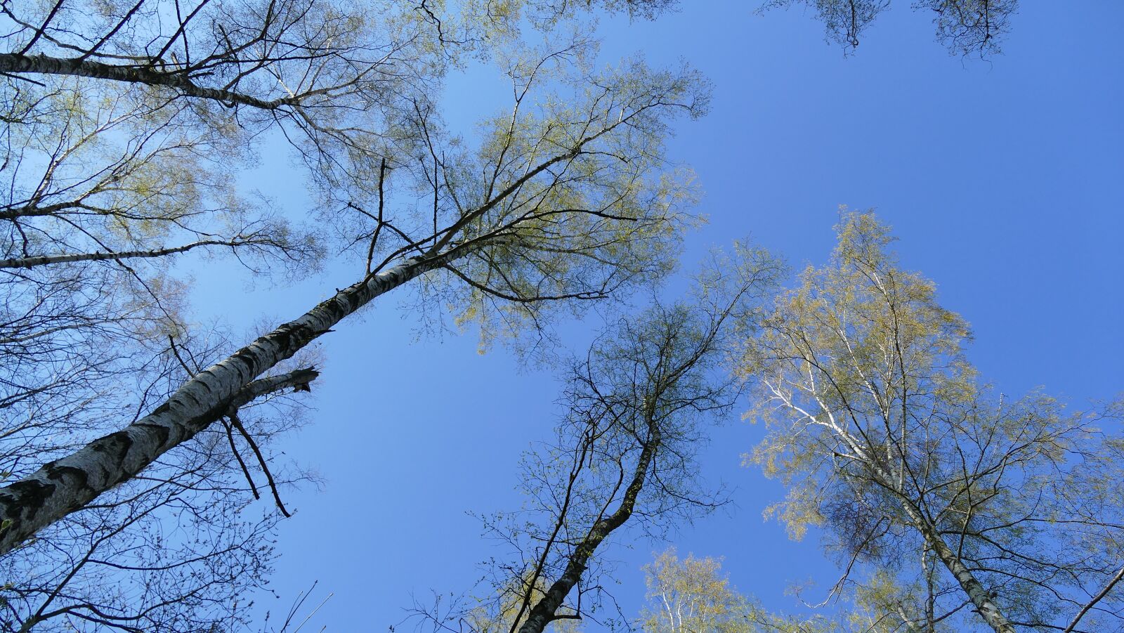 Panasonic Lumix DMC-FZ1000 sample photo. Forest, birch, nature photography