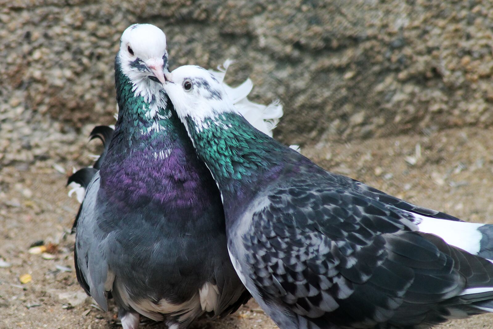Canon EOS 1100D (EOS Rebel T3 / EOS Kiss X50) sample photo. Pigeons, zoo, animal photography