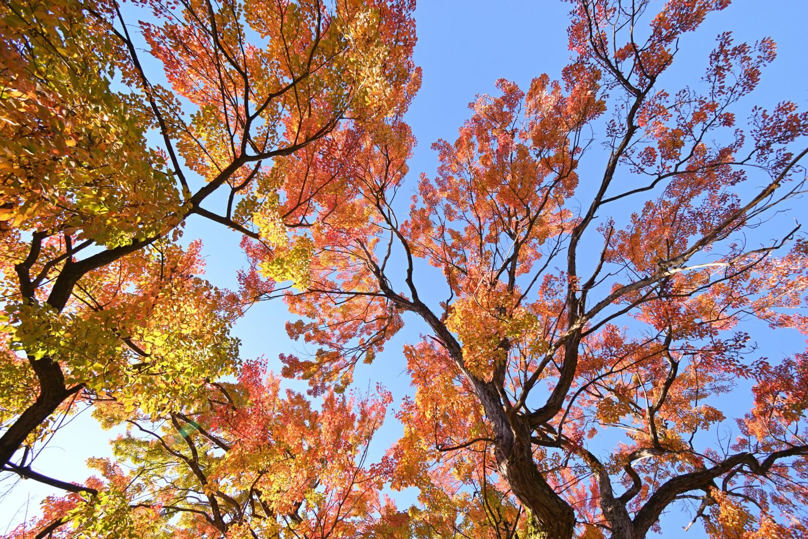 Nikon D3500 sample photo. Autumn, leaves, forest photography