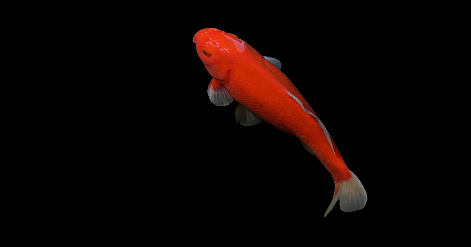 Sony SLT-A57 sample photo. Garden pond, goldfish, fish photography