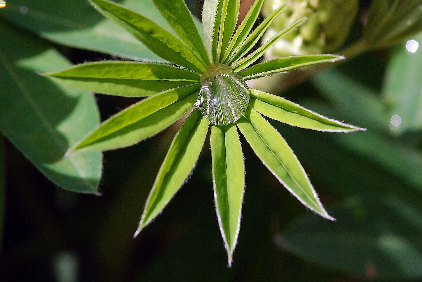 Nikon D80 sample photo. Plant, leaf, green photography
