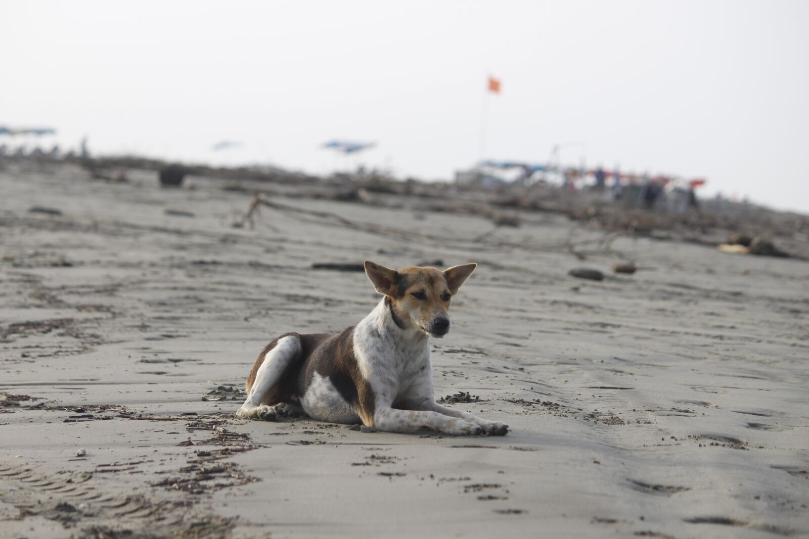 Canon EOS 700D (EOS Rebel T5i / EOS Kiss X7i) sample photo. Nature, water, beach photography