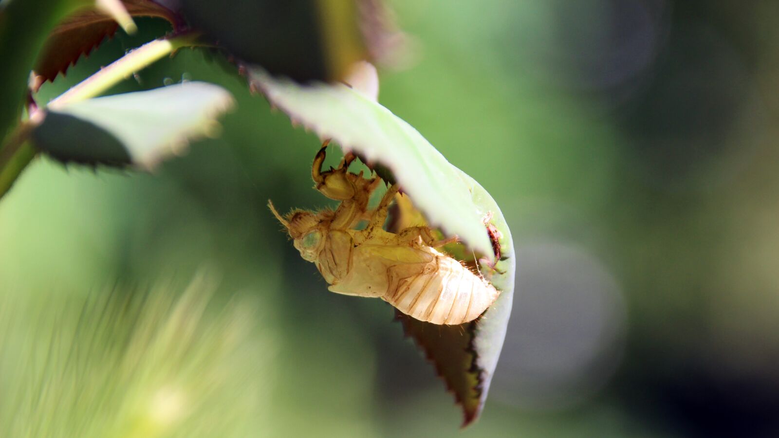 Canon EOS 100D (EOS Rebel SL1 / EOS Kiss X7) sample photo. Cicada moulting, insect, insect photography