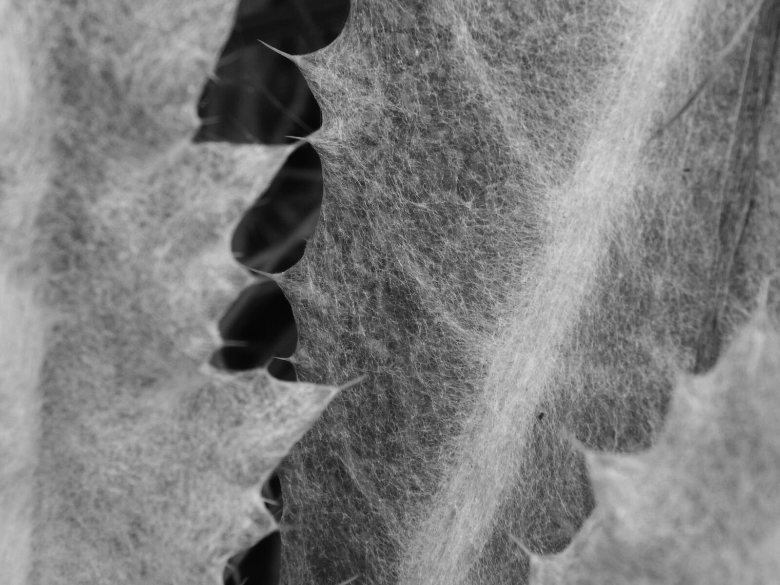 Nikon Coolpix L830 sample photo. Plant, thistle, sting photography