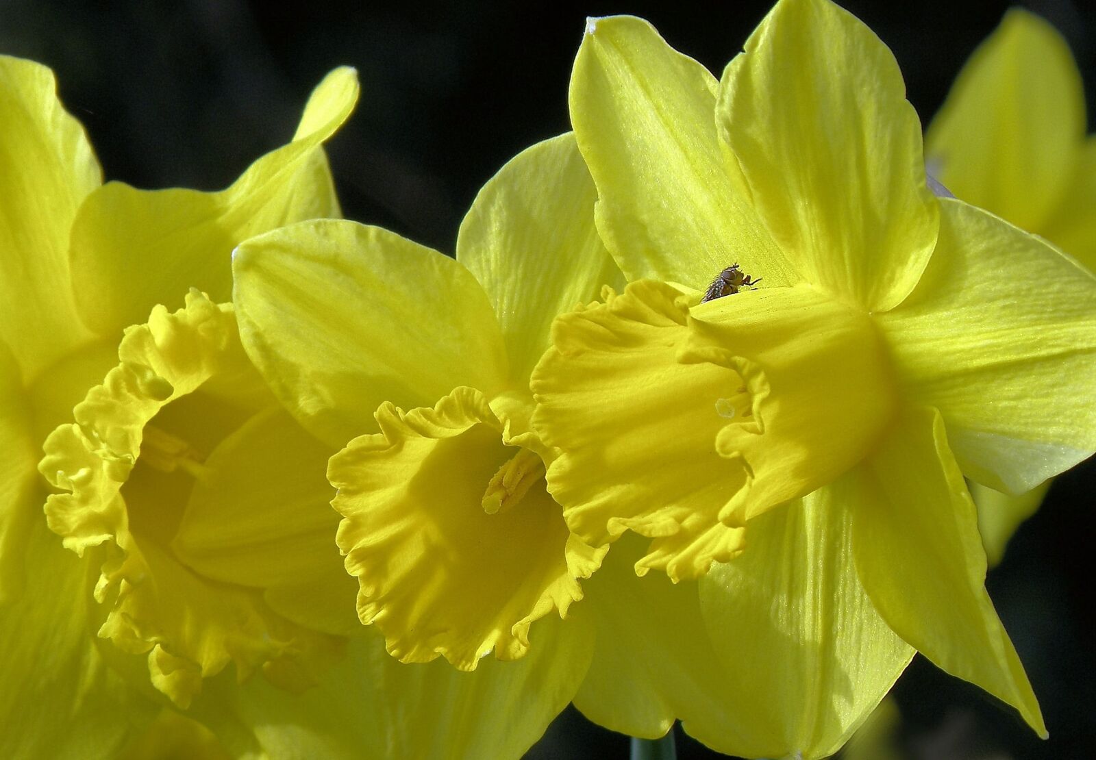Olympus SP570UZ sample photo. Daffodils, flower, spring photography