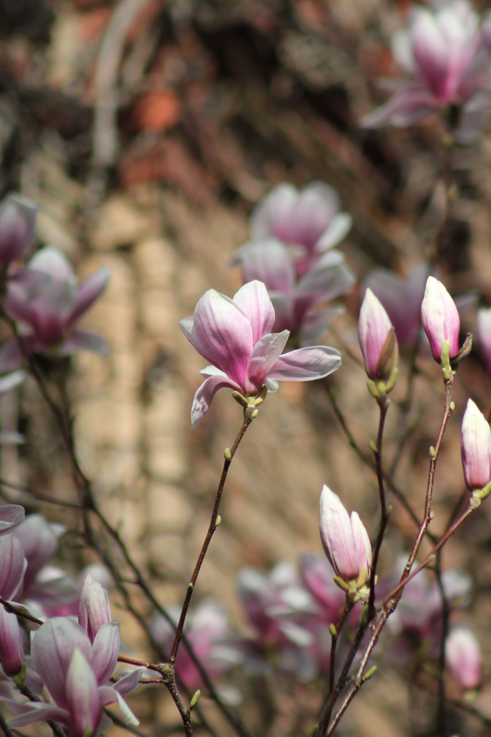 Canon EOS 550D (EOS Rebel T2i / EOS Kiss X4) sample photo. Magnolia, flowers, spring photography