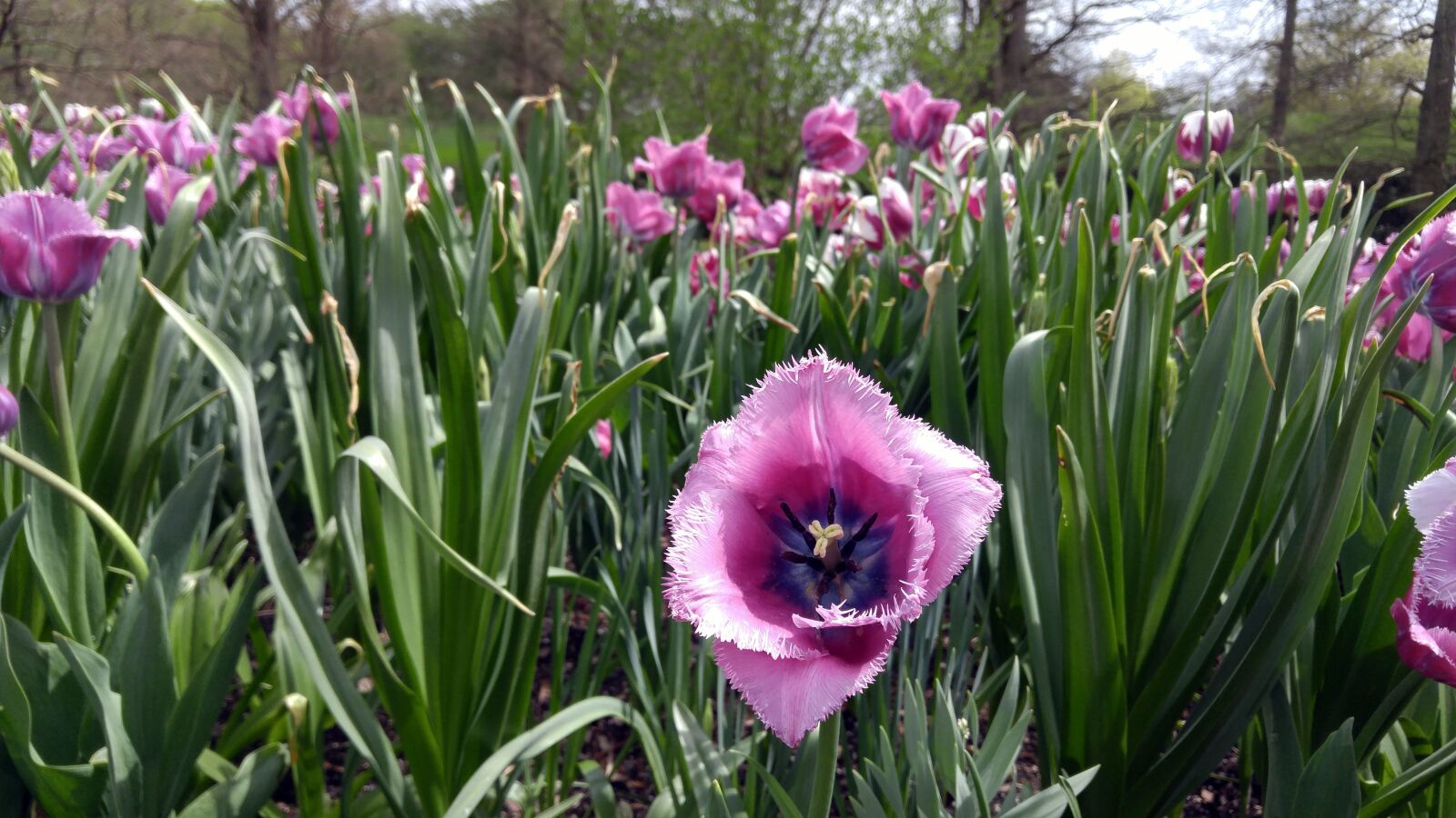 LG G4 sample photo. Flowers, tulips, gardens photography