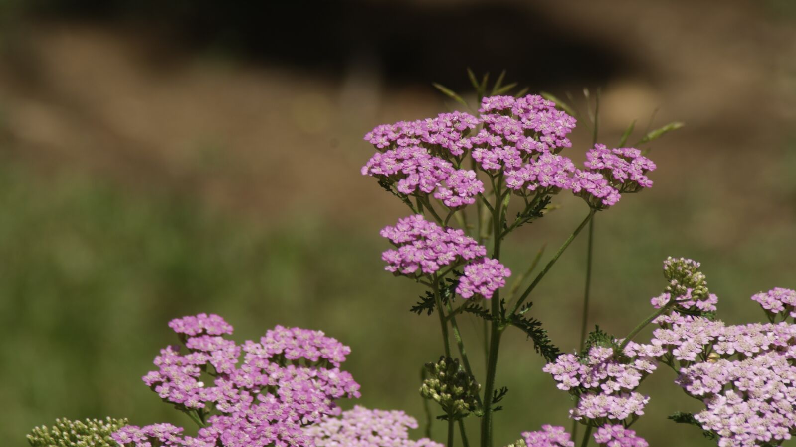 Sony Alpha DSLR-A330 sample photo. Pink, purple, green photography