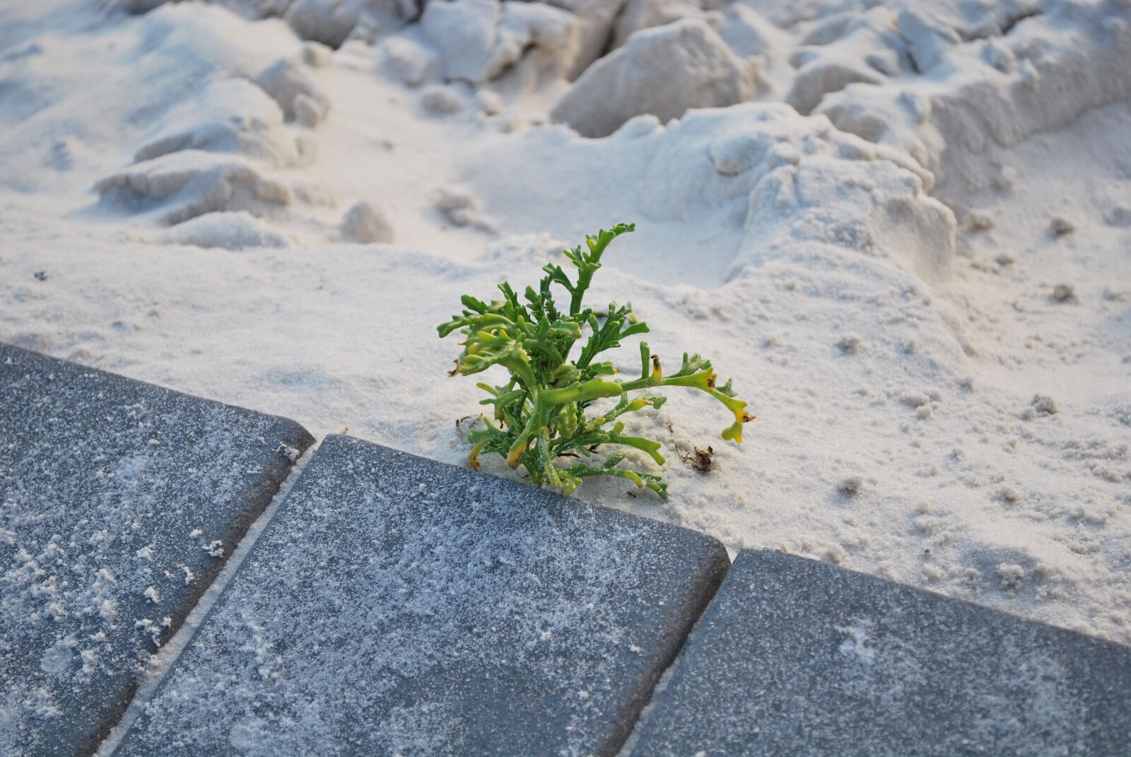 Nikon D60 sample photo. Plant, nature, sand photography