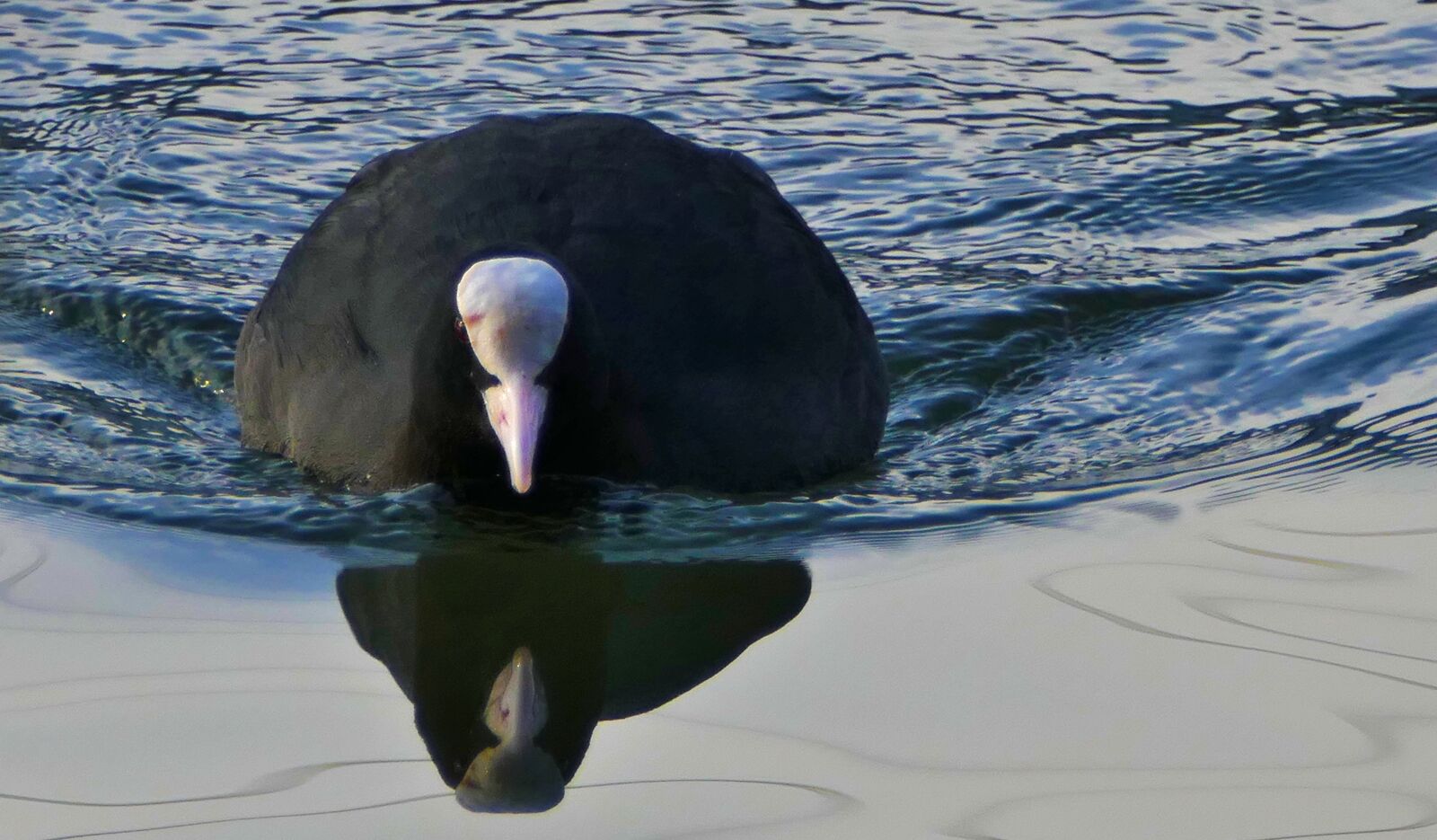 Panasonic Lumix DMC-FZ1000 sample photo. Water, water bird, coot photography