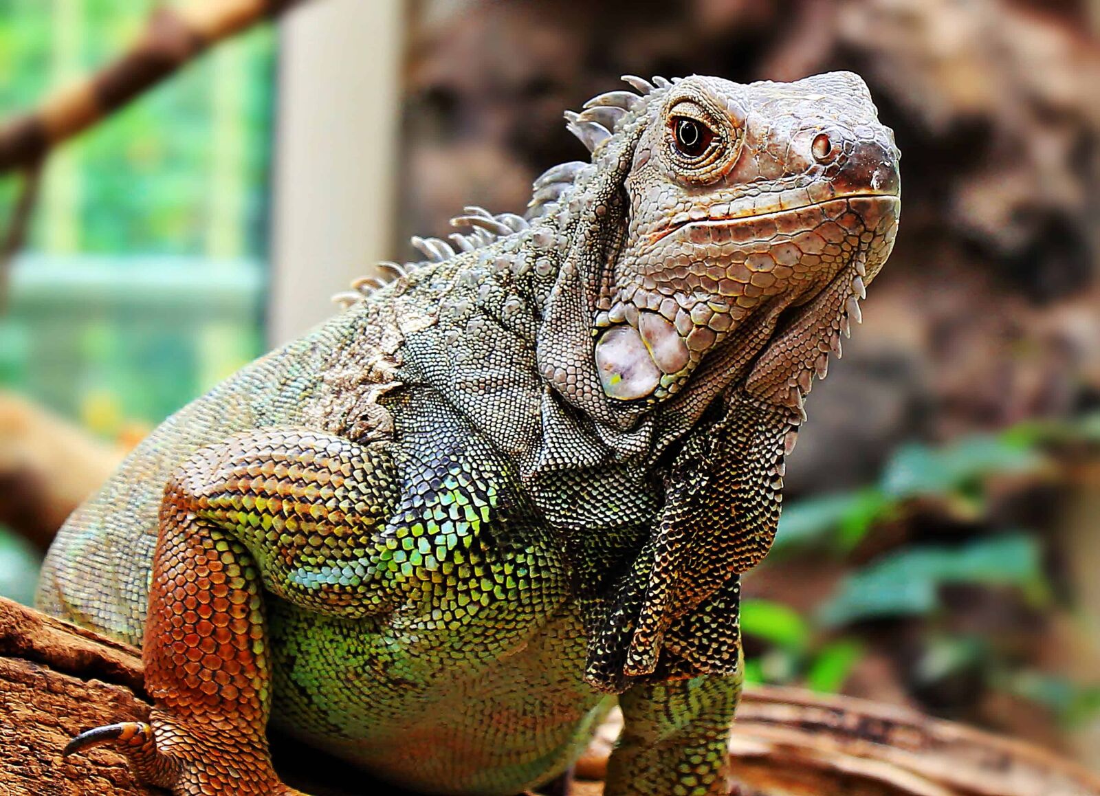 Canon EOS 550D (EOS Rebel T2i / EOS Kiss X4) sample photo. Animal, lizard, reptile, wildlife photography