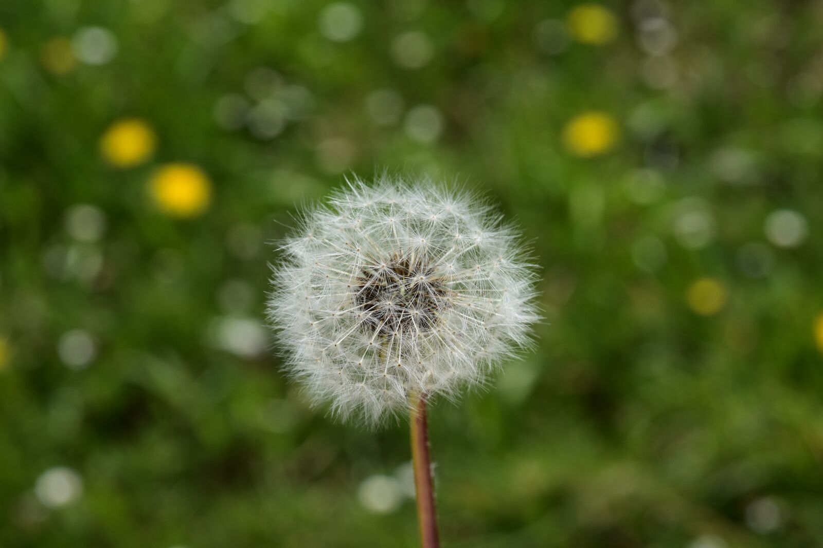 Nikon D5600 sample photo. Egret of pisenlit, dandelion photography