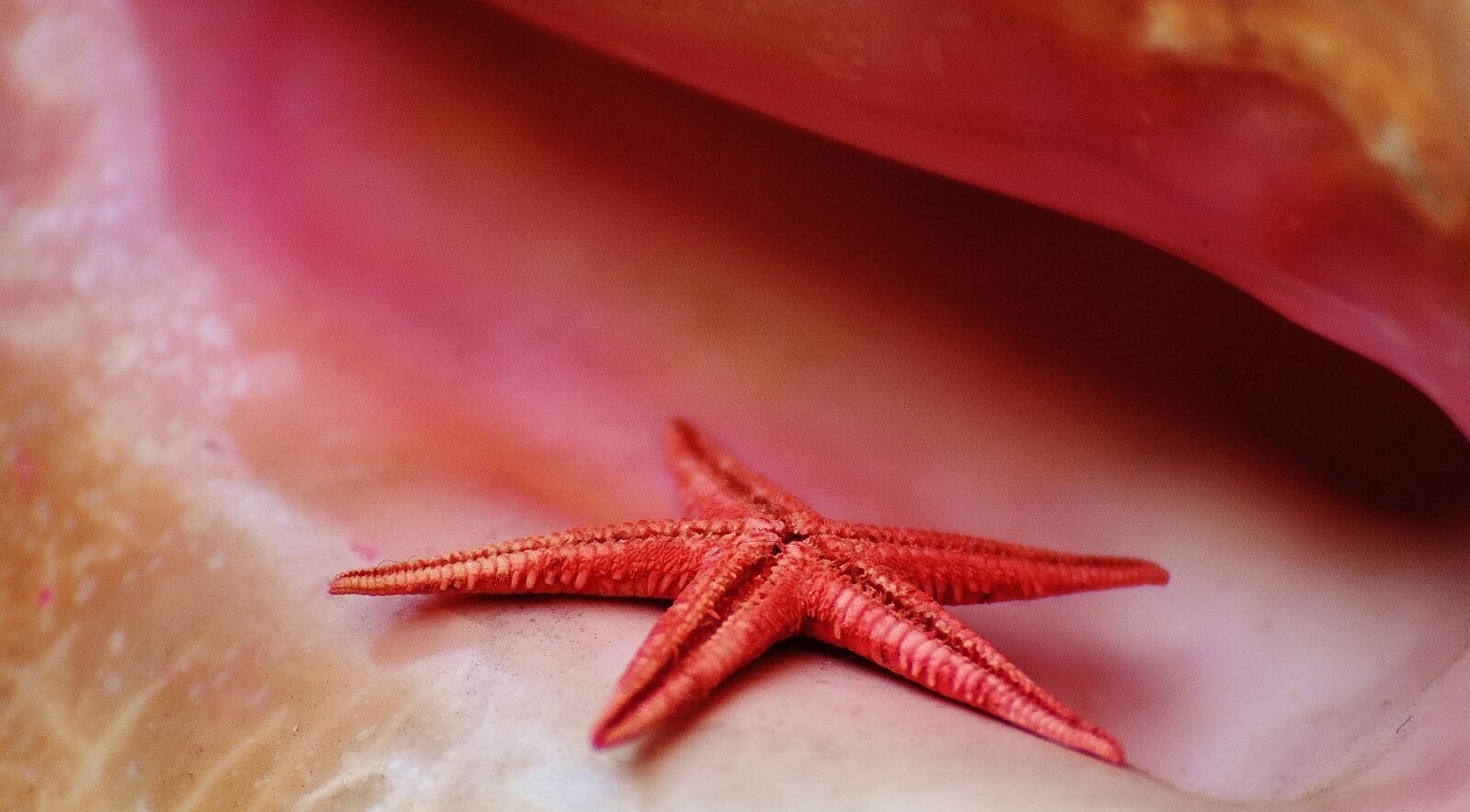 Nikon D7200 sample photo. Shell, starfish, maritime photography