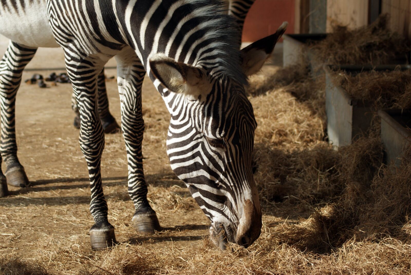 Sony Alpha DSLR-A300 sample photo. Zebra, zoo, nature photography