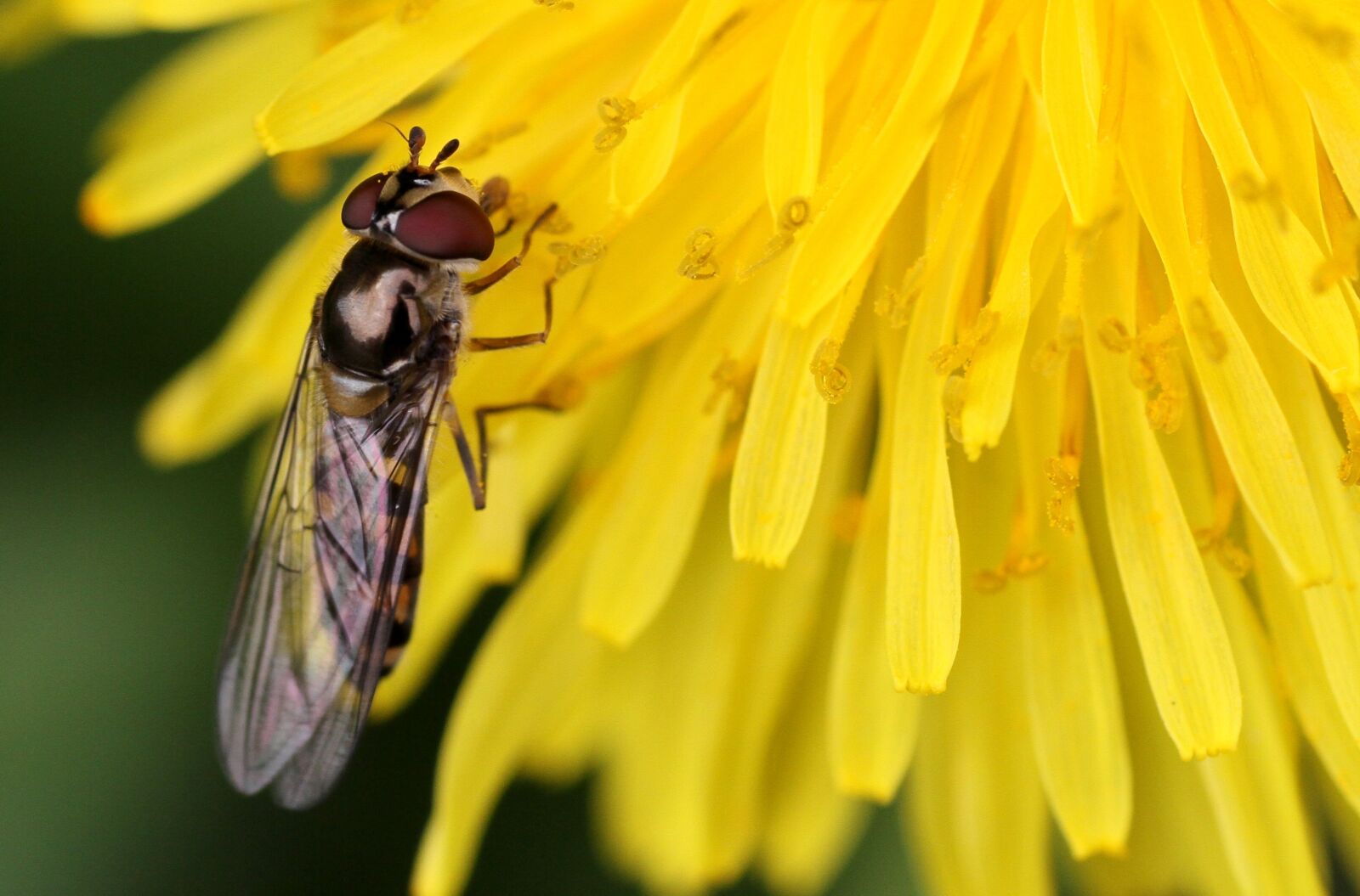 Canon EOS 7D sample photo. Insect, fly, nature photography