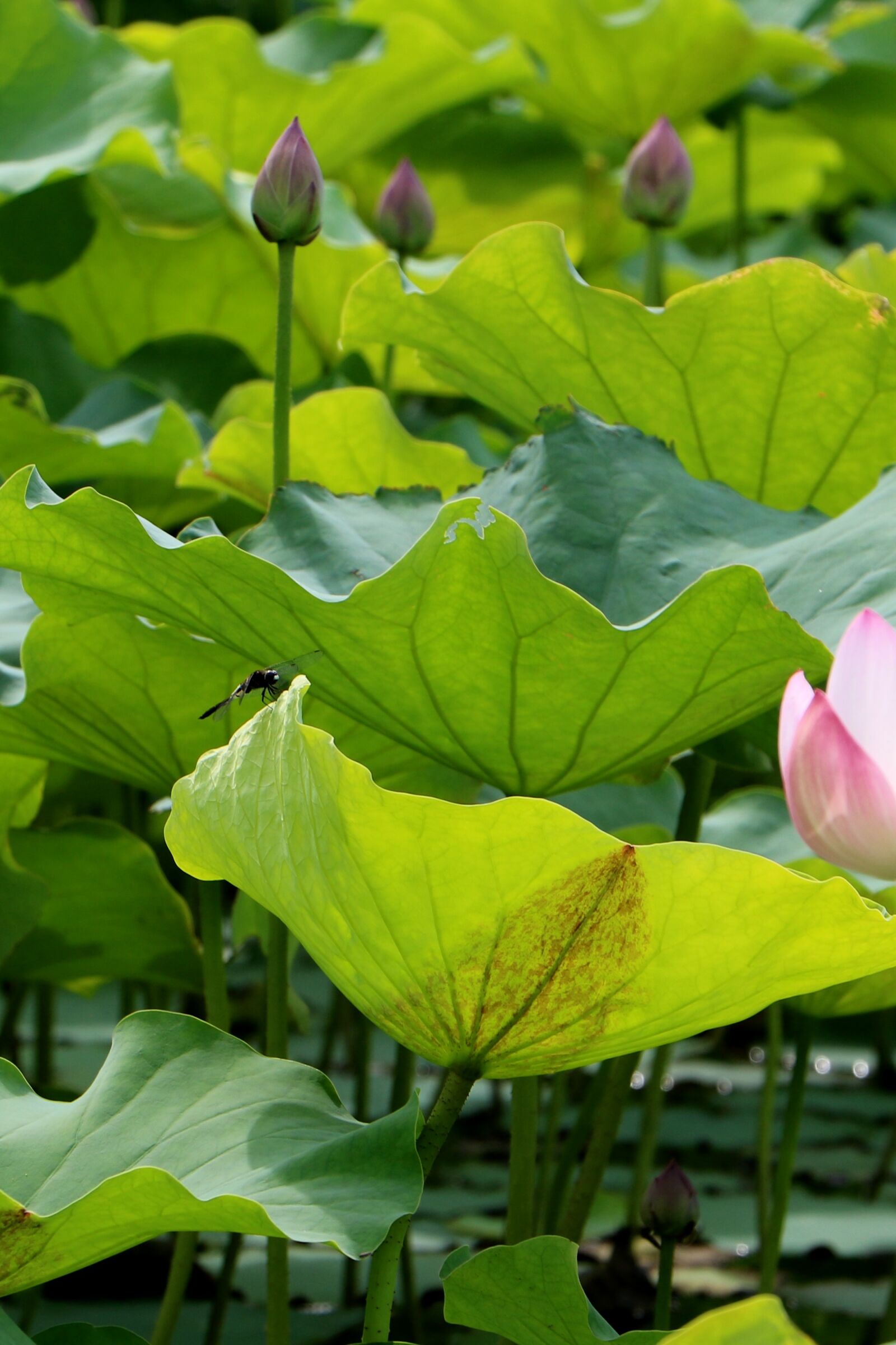 Canon EOS 750D (EOS Rebel T6i / EOS Kiss X8i) sample photo. China, flower, lotus photography